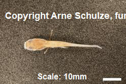 Sorry, no picture available